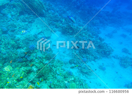 Different tropical fish at coral reef in the Red sea in Blue lagoon, Sinai peninsula in Egypt Different tropical fish at coral reef in the Red sea in Blue lagoon, Sinai peninsula in Egypt 116680956