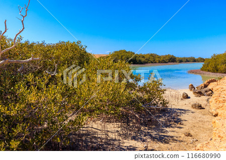 Mangrove trees in Ras Mohammed national park, Sinai peninsula in Egypt Mangrove trees in Ras Mohammed national park, Sinai peninsula in Egypt 116680990