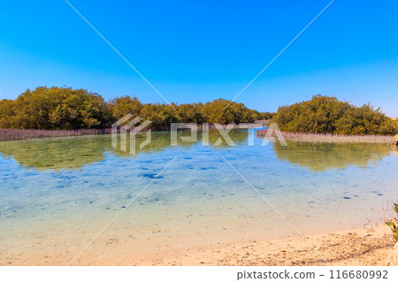 Mangrove trees in Ras Mohammed national park, Sinai peninsula in Egypt 116680992