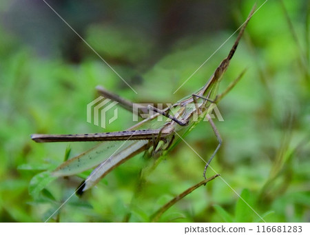 無論怎麼看,它都只是枯草而已。一隻會模仿的蚱蜢。 無論怎麼看,它都只是枯草而已。一隻會模仿的蚱蜢。 116681283