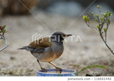 A bird that flew into the garden: a white-throated sparrow. 116681448