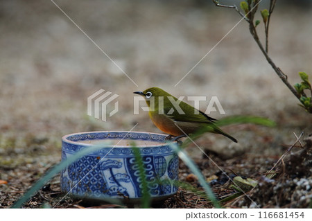 一隻飛進花園的鳥,一隻繡眼鳥。 一隻飛進花園的鳥,一隻繡眼鳥。 116681454