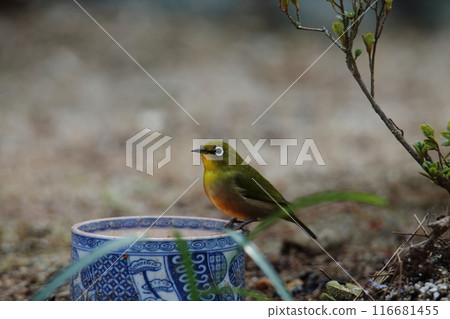 A bird that flew into the garden: a Japanese white-eye. A bird that flew into the garden: a Japanese white-eye. 116681455