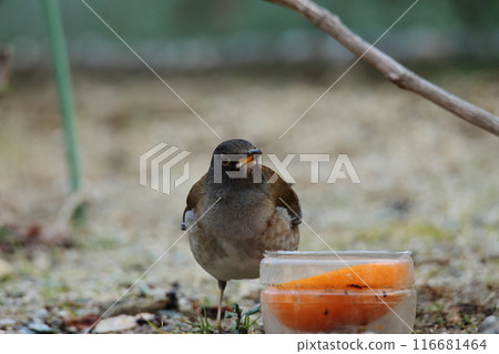 A bird that flew into the garden: a white-throated sparrow. 116681464