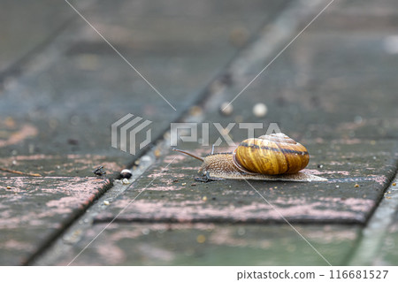 A snail crawling on the road (Namimaimai) 116681527