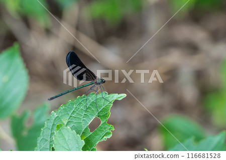 Hagorotorbo Hagorotorbo 116681528