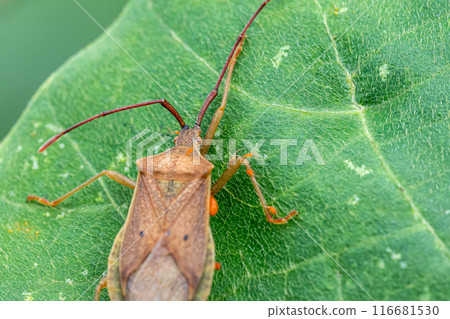 A star-bellied stink bug infested with a jewel mite A star-bellied stink bug infested with a jewel mite 116681530