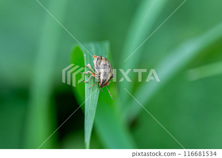 被寶蟎寄生的鵪鶉臭蟲 116681534