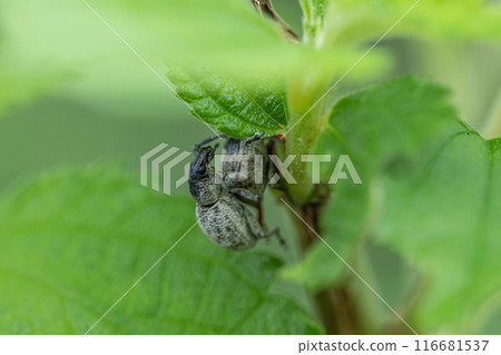Copulation moth 116681537