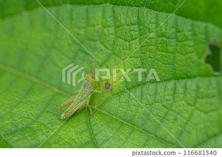 Larvae of Kobaninago 116681540