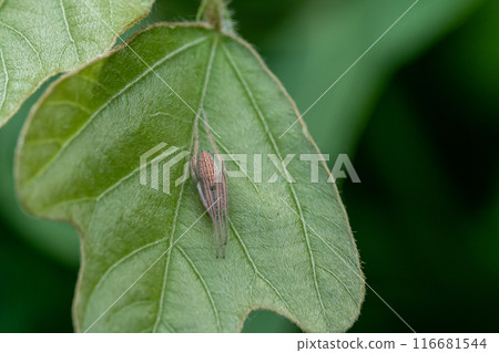 Orbweed False Spider 116681544