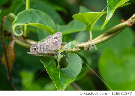 A small-spotted spider moth parasitized by a jewel mite A small-spotted spider moth parasitized by a jewel mite 116681577
