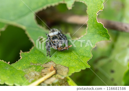 捕食昆蟲的跳蛛(貓鶲) 捕食昆蟲的跳蛛(貓鶲) 116681586