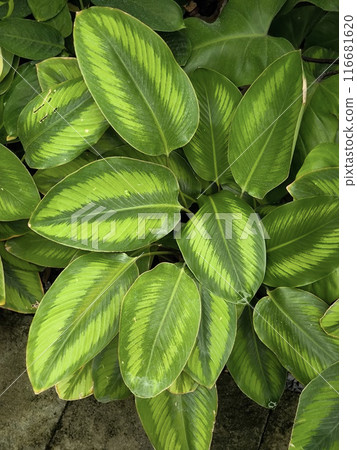 Close-up beauty of Calathea Ornata at Thai style garden. 116681620