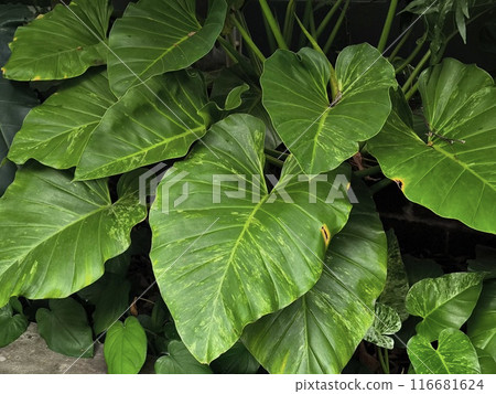 Huge Green Elephant Ear Leaf Plant Green Ecology Photo Background in the garden Huge Green Elephant Ear Leaf Plant Green Ecology Photo Background in the garden 116681624