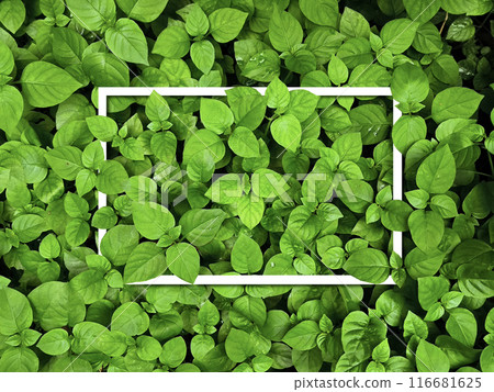 Fresh green leaves background. Fresh green leaves nature background. Fresh green leaves background. Fresh green leaves nature background. 116681625