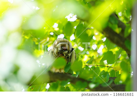 Nested owl chicks 116681681