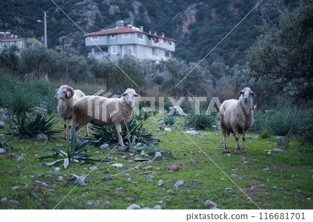 Sheeps in a meadow on green grass. Portrait of sheep. Sheeps in a meadow on green grass. Portrait of sheep. 116681701