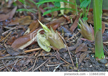 Ginger (flowers and flower spikes) in the garden (Summer, July) 116681892