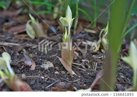 Ginger (flowers and flower spikes) in the garden (Summer, July) 116681893