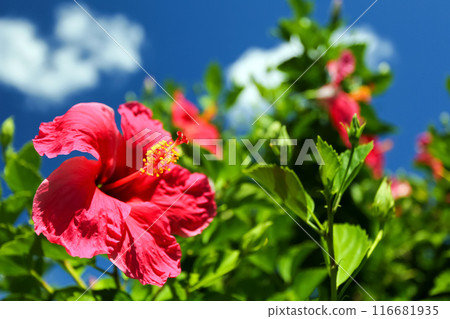 Okinawa's blue sky and red hibiscus Okinawa's blue sky and red hibiscus 116681935