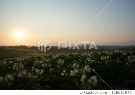 [Biei, Hokkaido] Dawn in Biei: Potatoes and Mount Asahidake in the Daisetsuzan Mountains 116681972