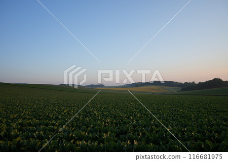 [Biei, Hokkaido] Morning glow in Biei 116681975