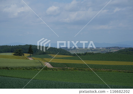 [Biei, Hokkaido] Biei Hills 116682202