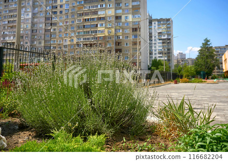 Landscaping, gardening. White flowers Lavender Nana Alba,residential district 116682204