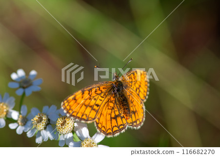 A vibrant orange butterfly peacefully resting on white flowers under the warm sunlight 116682270