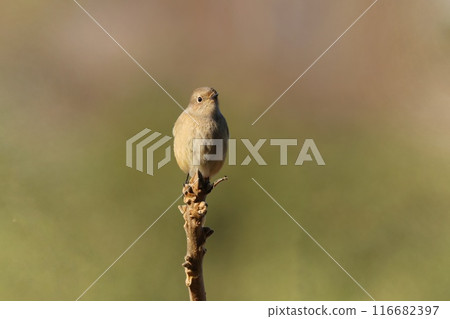 A female Daurian robin perches in a place with good visibility - a winter bird 116682397
