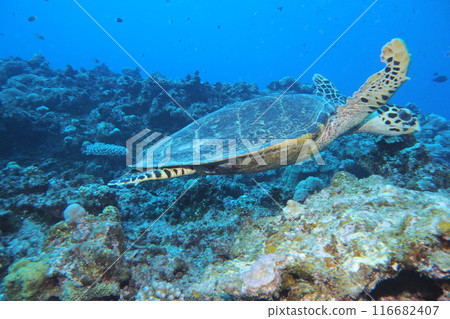 Green turtles swimming gracefully in the sea of Okinawa 116682407