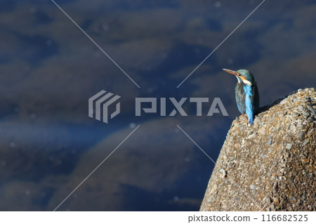 四足翠鳥、水邊野鳥、藍鳥 116682525