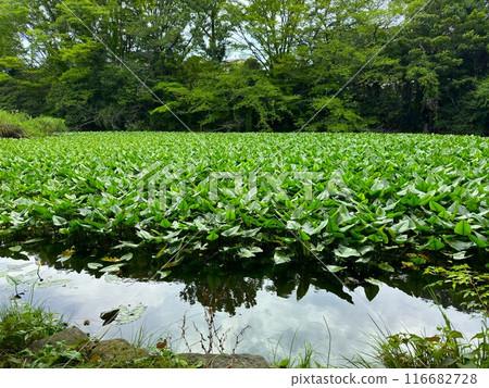 Plants growing on the surface of the pond 116682728
