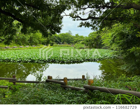 Scenery with a pond Scenery with a pond 116682729