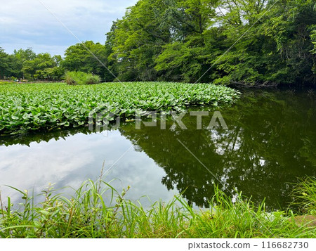 Plants growing on the surface of the pond 116682730