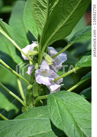 Sesame flower and fruit Sesame flower and fruit 116682750