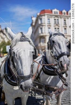 Tourist chariot horses, popular form of sightseeing for tourists visiting Prague, Czech Republic 116682778