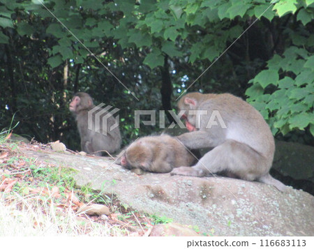 Shodoshima Island, Kankakei, Monkeys Shodoshima Island, Kankakei, Monkeys 116683113
