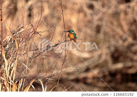 Kingfisher perching on a branch 116683192
