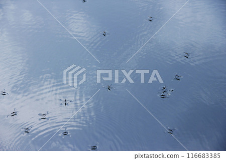 The water strider glides energetically across the surface of the water. The water reflects the blue sky and creates beautiful ripples. The water strider glides energetically across the surface of the water. The water reflects the blue sky and creates beautiful ripples. 116683385