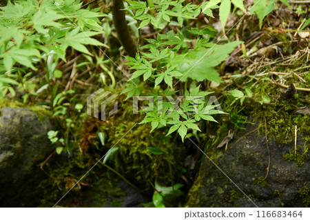 清涼的池塘和清爽的藍色楓葉 116683464