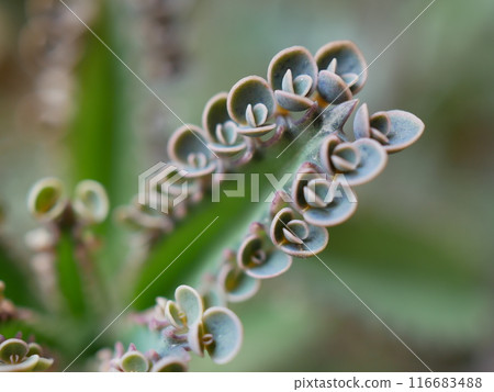 Child-bearing plant, Kodakarasou 116683488