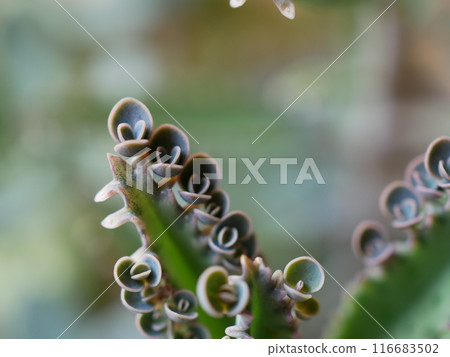 嬰兒草/小田莊 嬰兒草/小田莊 116683502