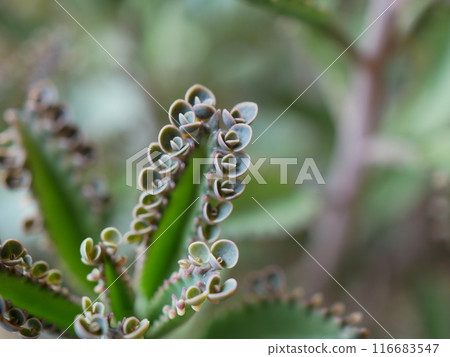 嬰兒草/小田莊 116683547