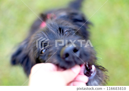 Black dog puppy takes treat from the hand 116683810