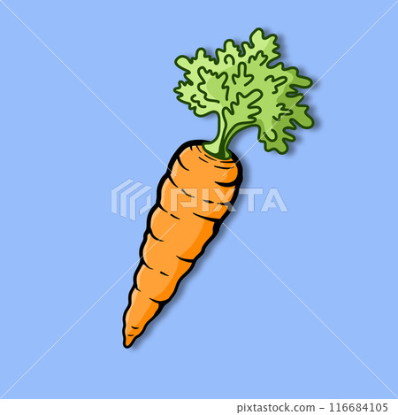 Carrots vegetable with leaves vector illustration. Organic orange carrot illustration. Healthy vegetable Carrots vegetable with leaves vector illustration. Organic orange carrot illustration. Healthy vegetable 116684105