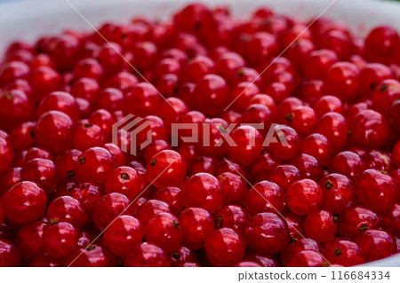 Red currant on green grass background in white cup Red currant on green grass background in white cup 116684334