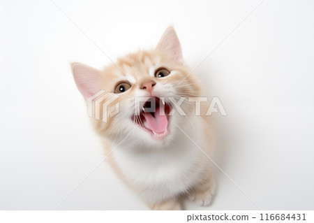Top view of a happy cute kitten playing with its head up, isolated on a white background 116684431