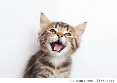 Top view of a happy cute kitten playing with its head up, isolated on a white background 116684433